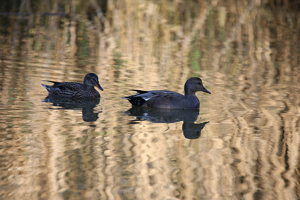 balade naturaliste pour découvrir faune et flore du domaine des Périchons (42)