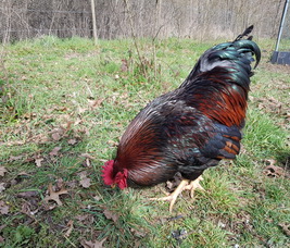 Prosper: le coq de ces dames