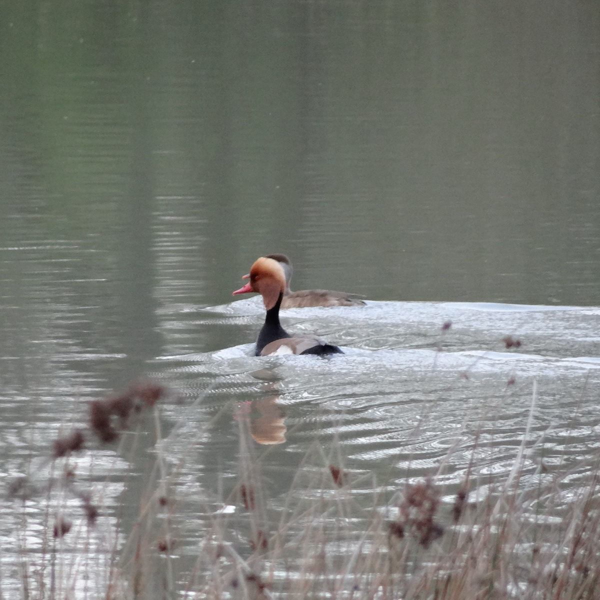 Les étangs du domaine des Périchons accueillent toute l'année de nombreux canards
